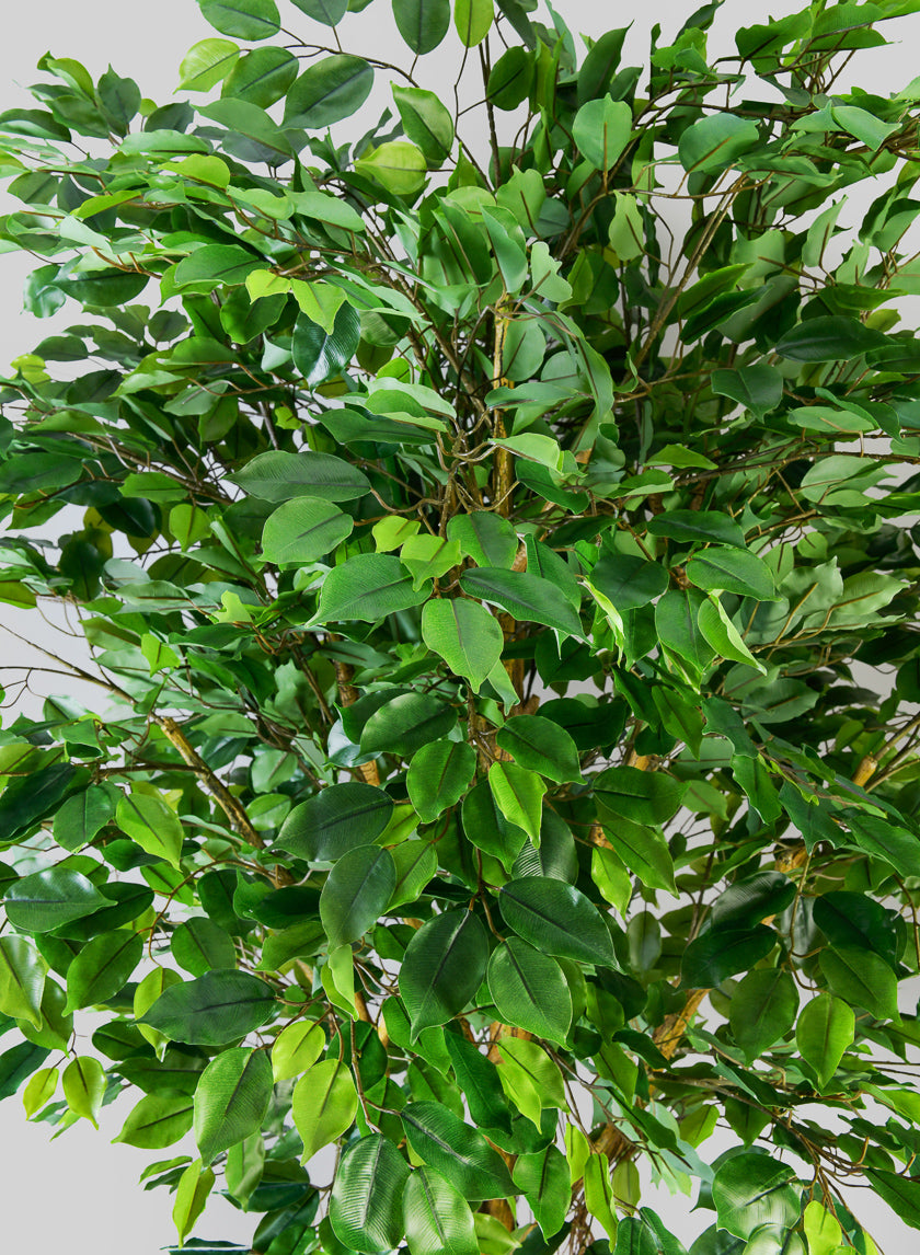 7.5ft Tall Real Touch Giant Ficus Tree Decor Jamaligarden