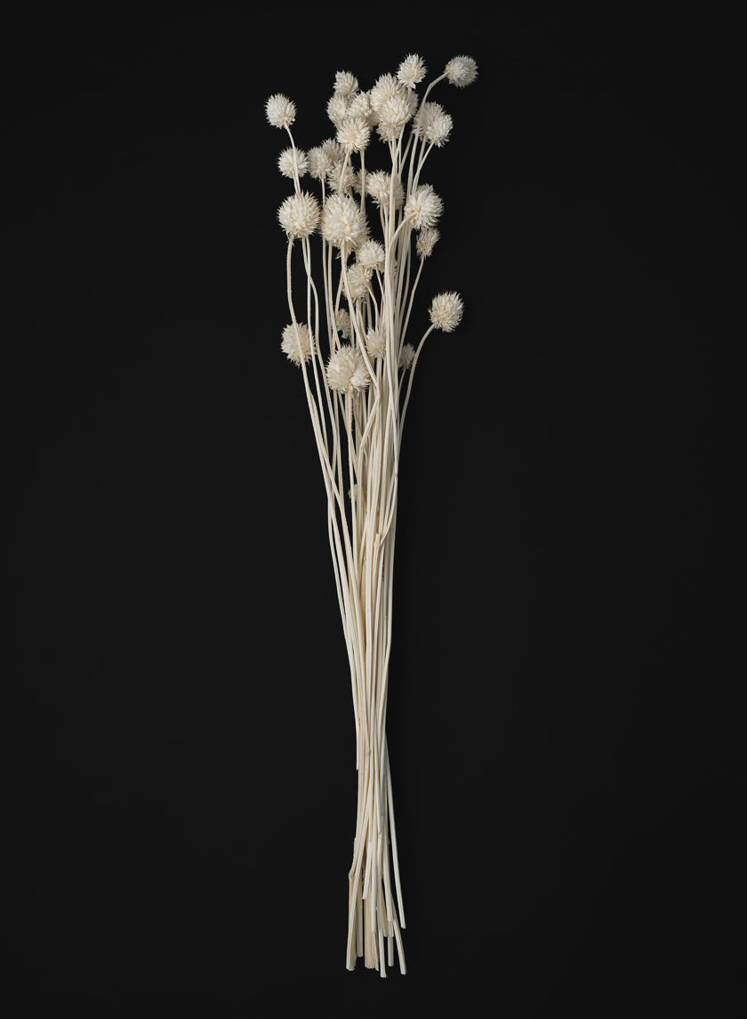 24in Long Bleached Craspedia Bunch Decor Jamaligarden