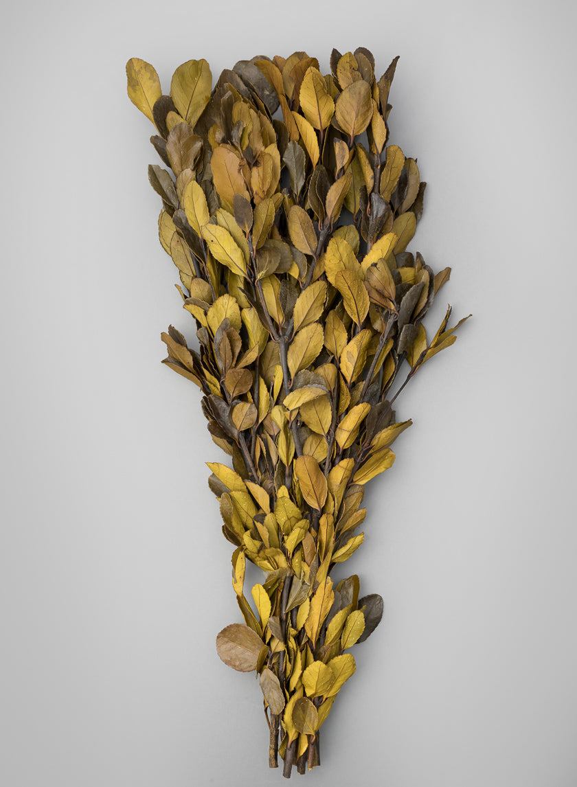 20in Long Dried Holly Branch Bundle Decor Jamaligarden