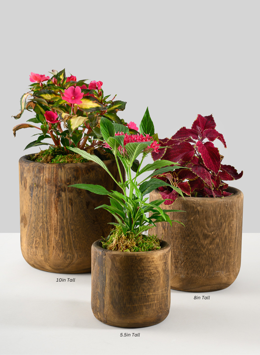 Dark Walnut Finish Paulownia Wood Cache Pot Decor Jamaligarden