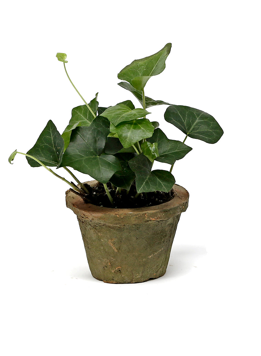 Mossed Redstone Standard Clay Pots Decor Jamaligarden