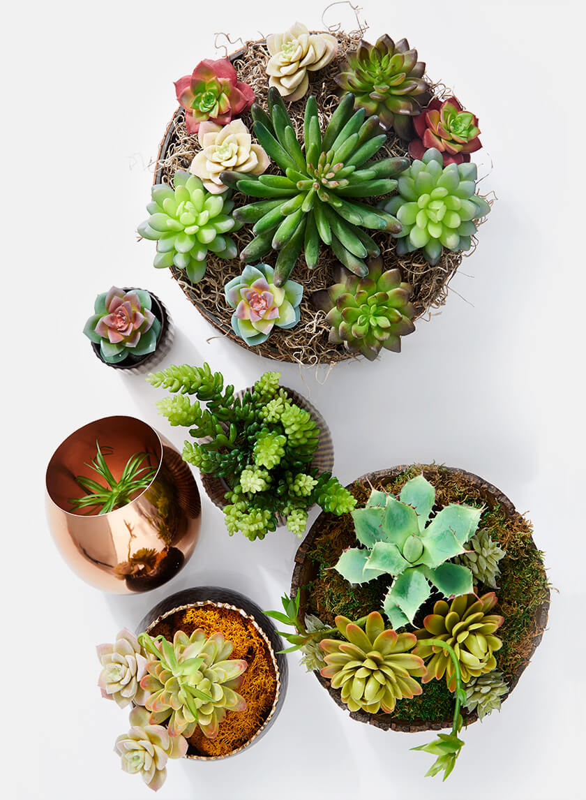 4 1/2in Long Pachyphytum Pick Decor Jamaligarden