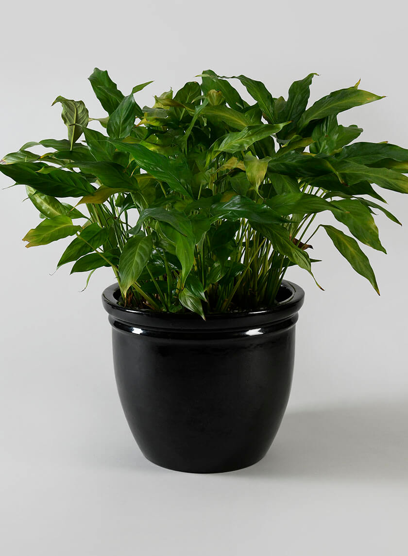 Glossy Black Double Rolled Rim Pots Decor Jamaligarden
