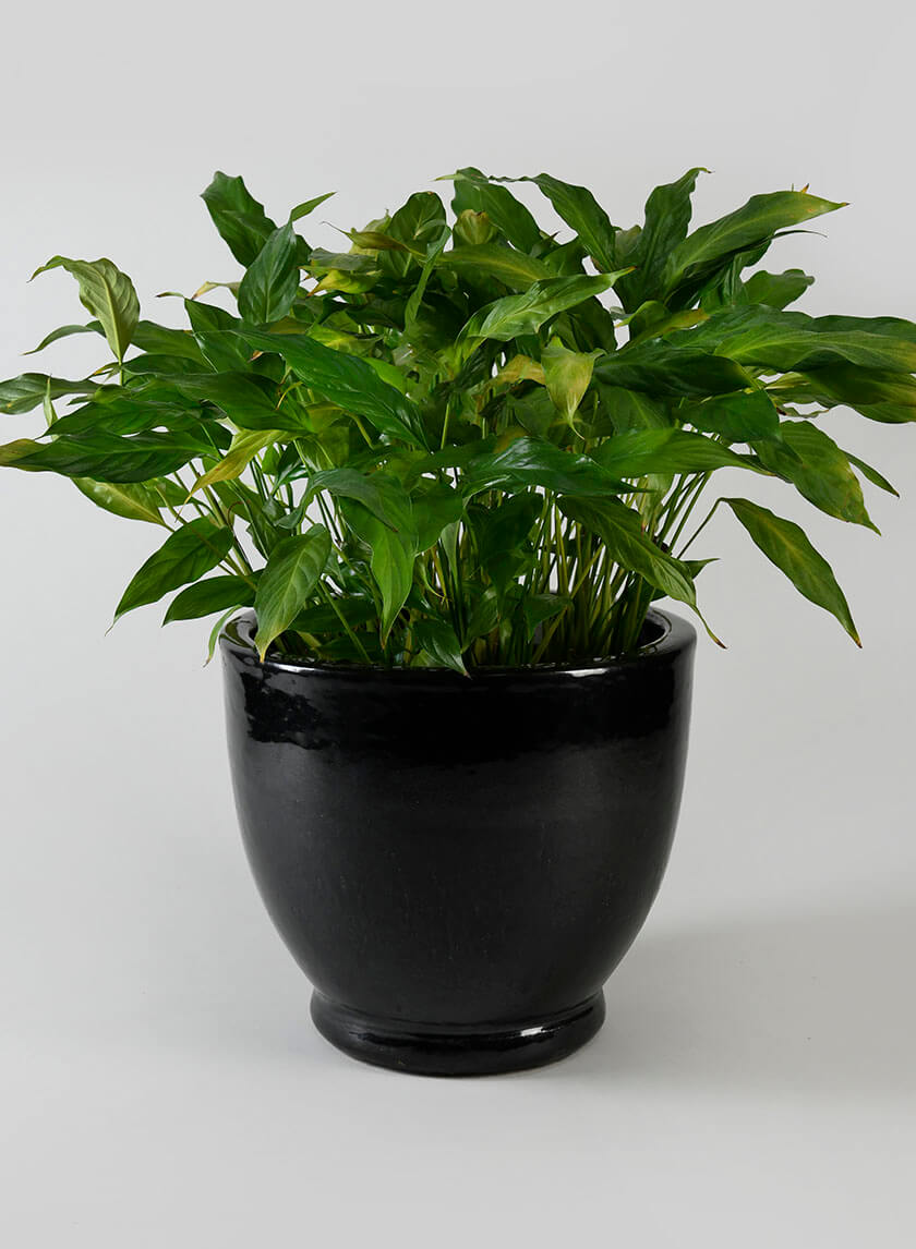 Glossy Black Ceramic Tuscon Egg Pots Decor Jamaligarden
