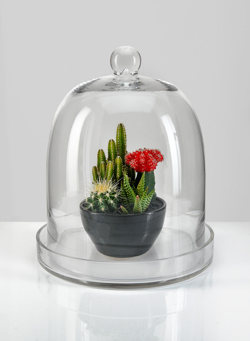 13.5in Tall Batiste Glass Cloche &amp; Base Decor Jamaligarden
