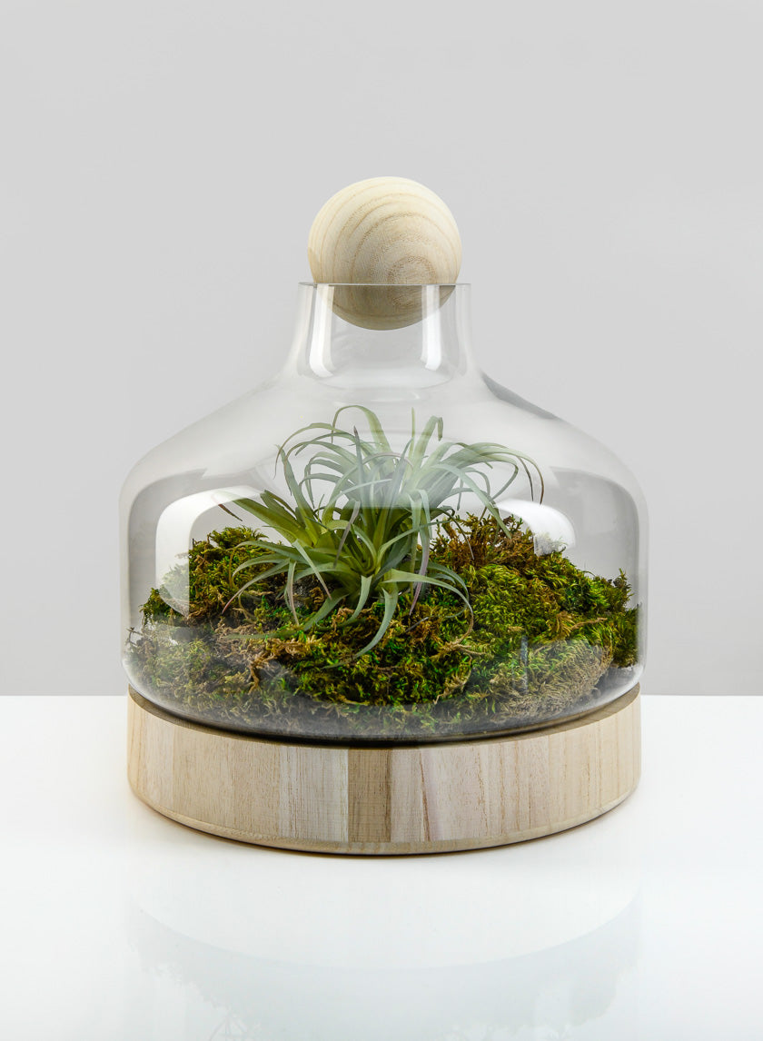 12in Tall Wide Copacabana Glass Terrarium, Large Decor Jamaligarden