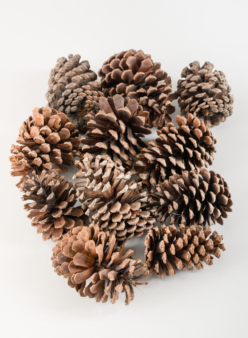300G Sugar Pinecones in Net Bag Decor Jamaligarden