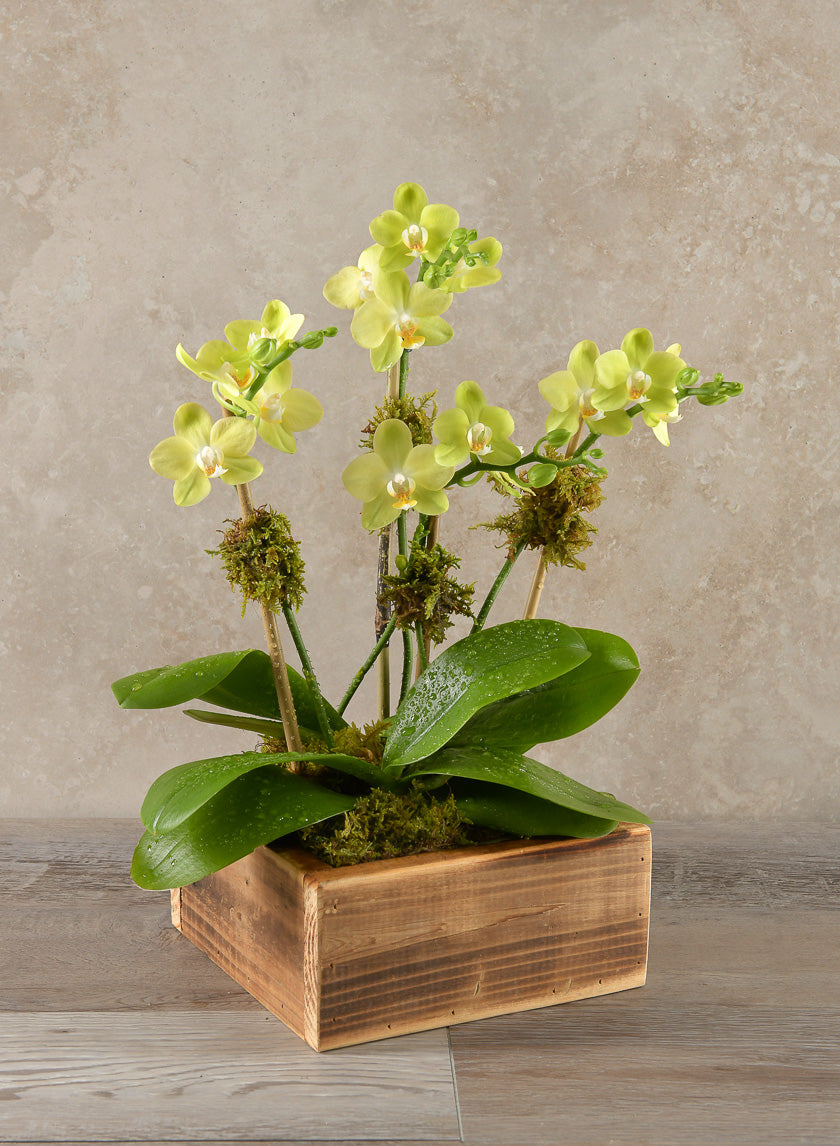 8in Long Burnt Wood Low Flower Box Decor Jamaligarden
