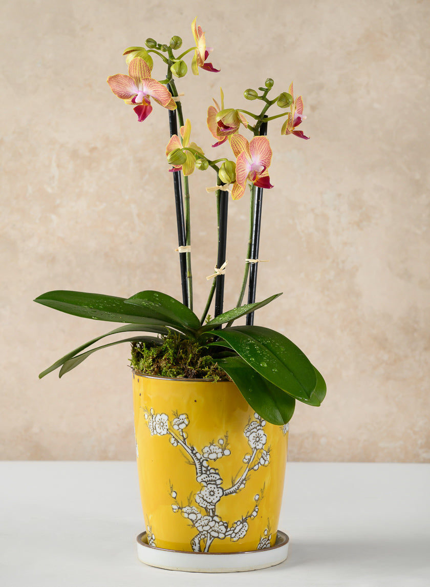 6in Tall Ming Safron Ceramic Pot with Saucer Decor Jamaligarden