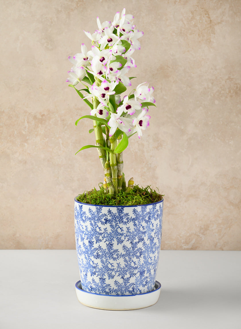 8in Tall Provence Ceramic Planter with Saucer Decor Jamaligarden