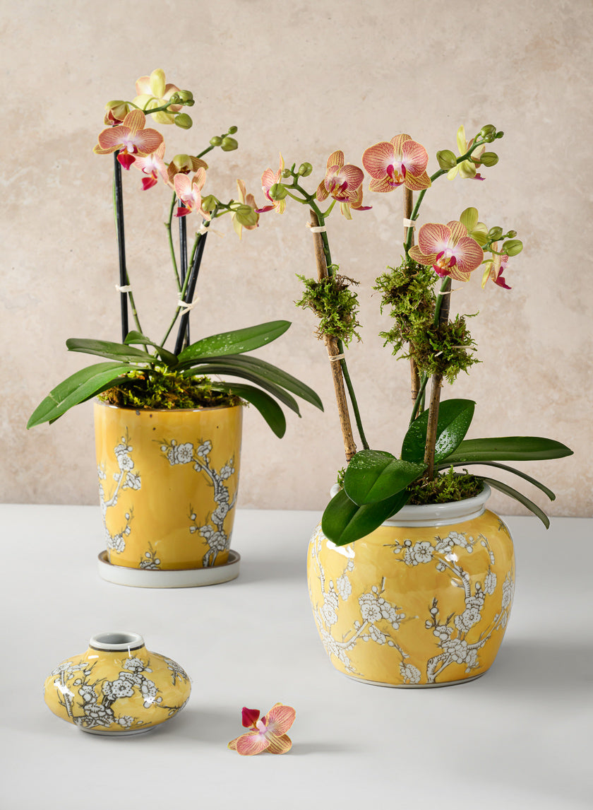 6in Tall Ming Safron Bell Ceramic Vase Decor Jamaligarden