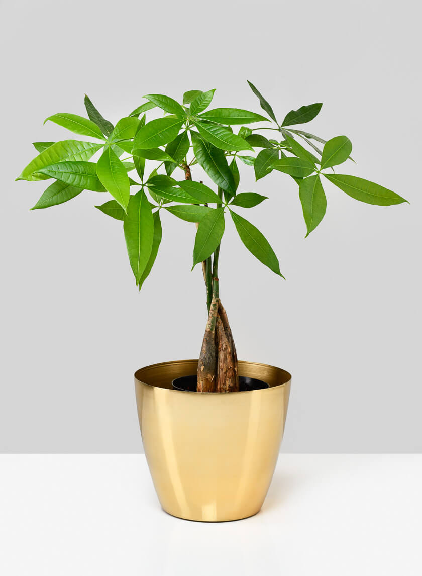 6.5in Wide Gold Elegance Cachepot Decor Jamaligarden