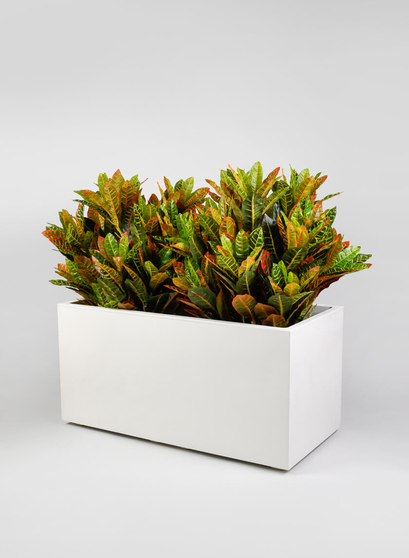 Millennium Pearl Flower Box Decor Jamaligarden
