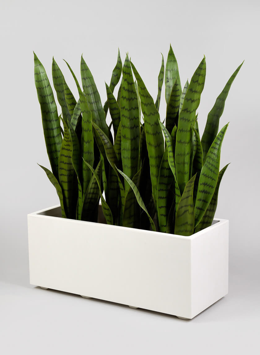 Millennium Pearl Flower Box Decor Jamaligarden