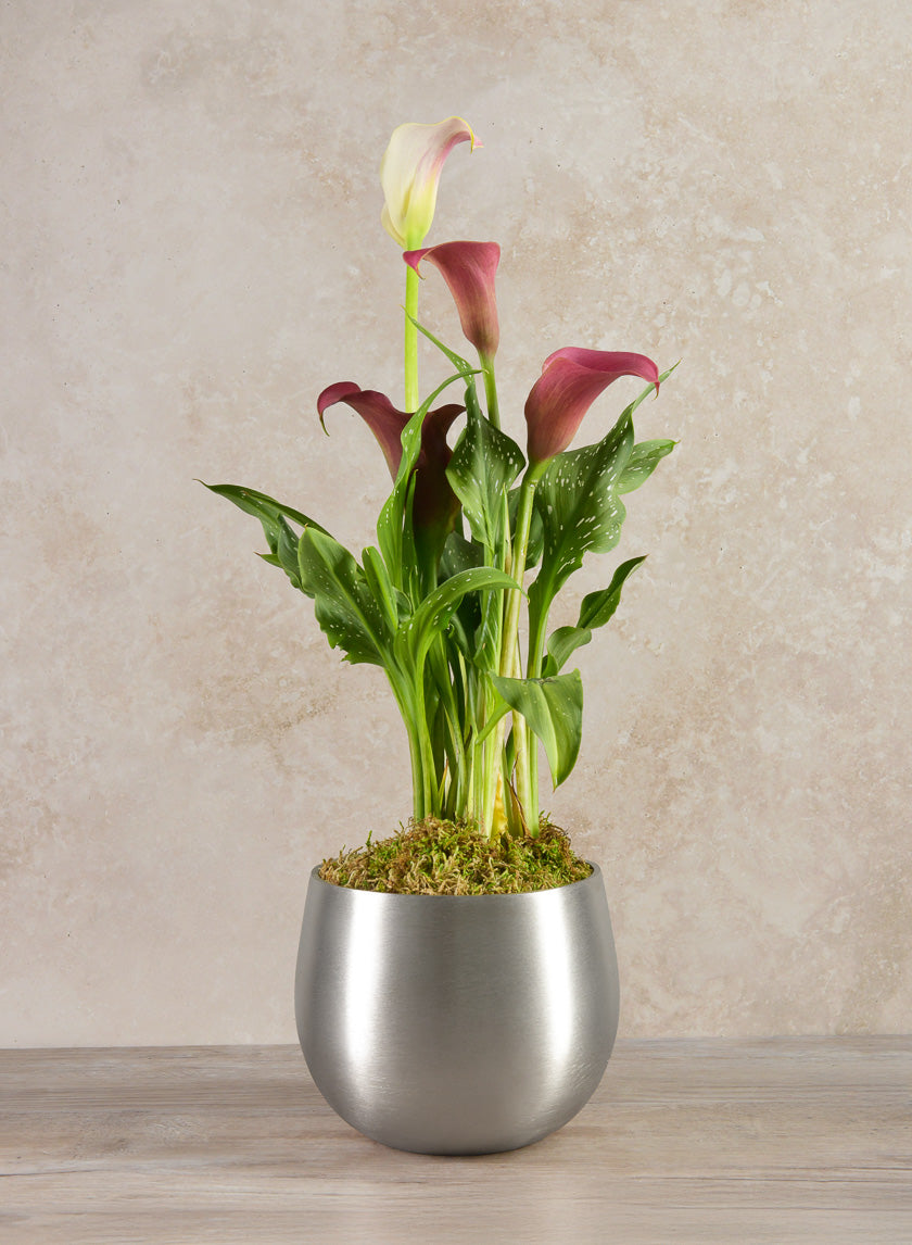 5in Tall Araami Matte Silver Aluminum Bowl Decor Jamaligarden