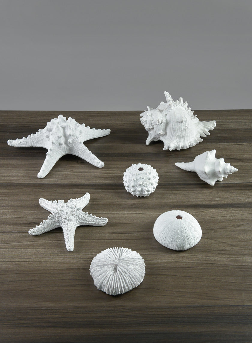 5.5in Long Artificial Florida Horse Conch Seashell Decor Jamaligarden