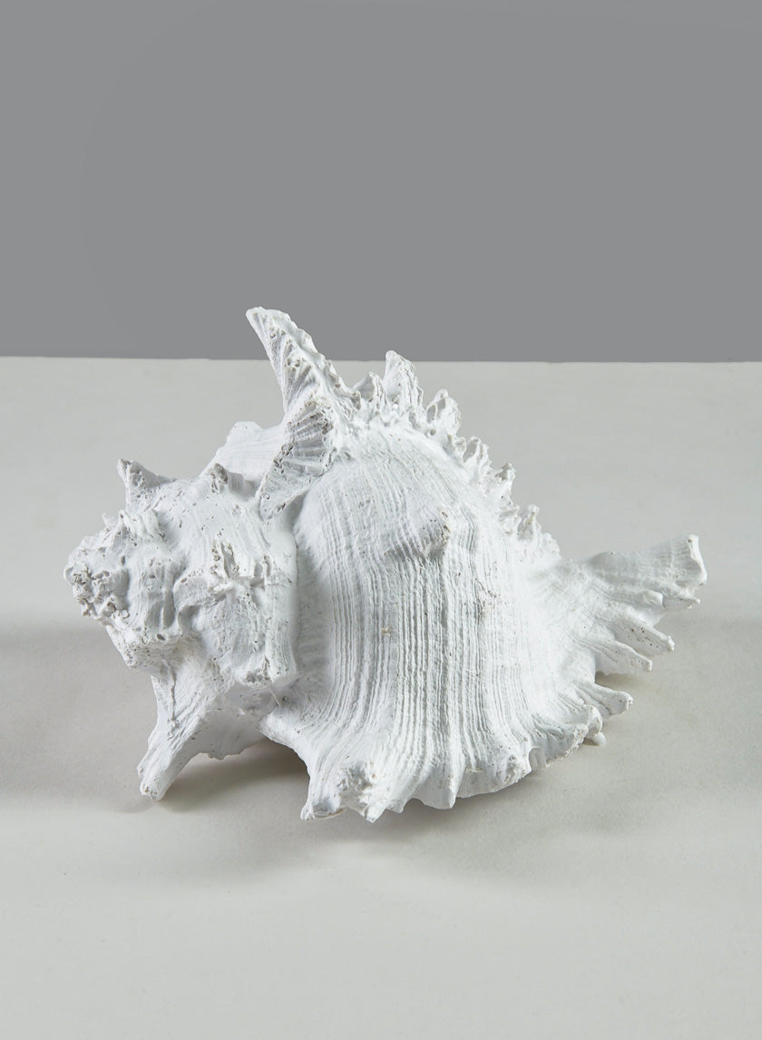7.5in Long Artificial Giant Murex Seashell Decor Jamaligarden