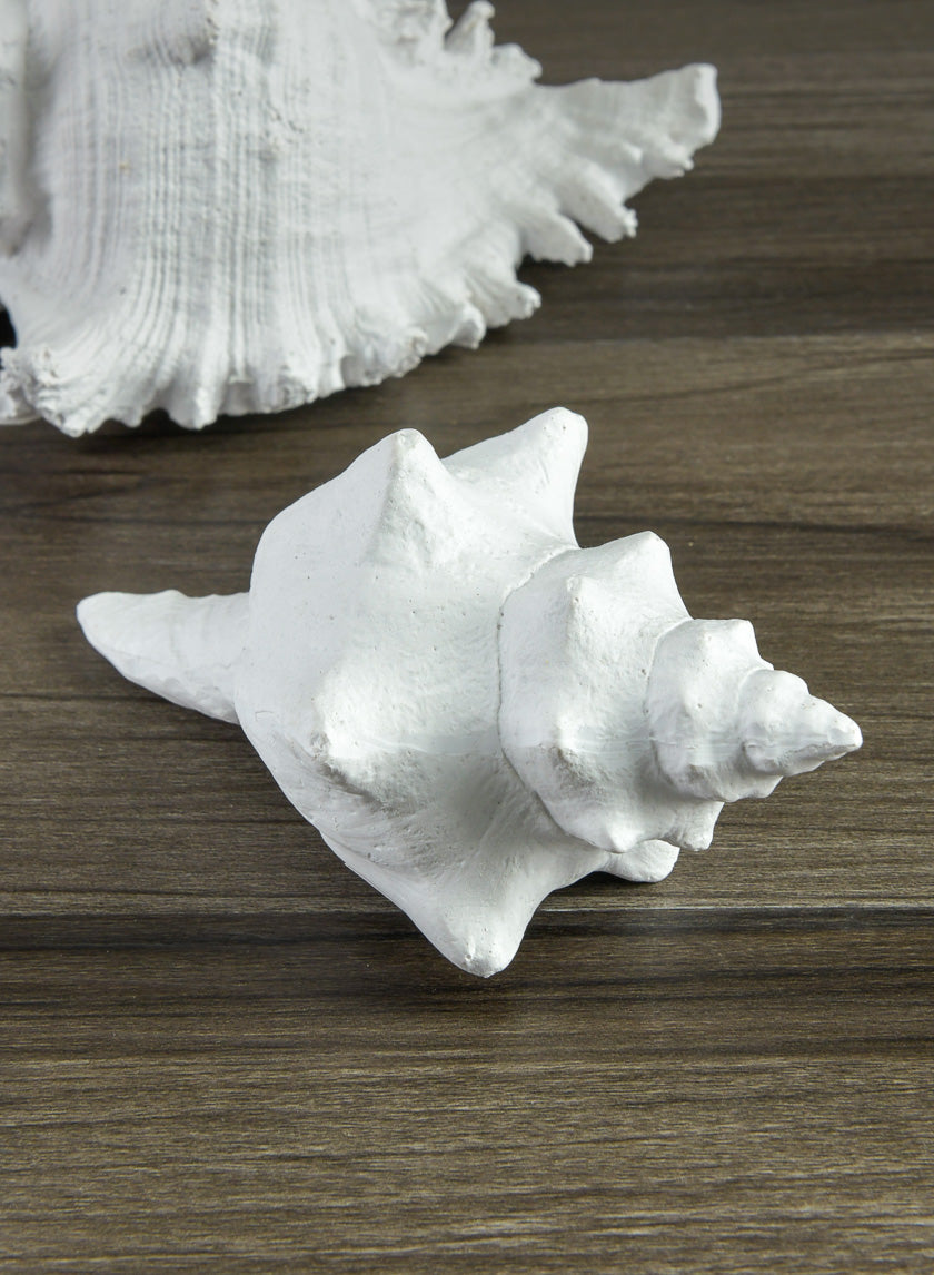 5.5in Long Artificial Florida Horse Conch Seashell Decor Jamaligarden