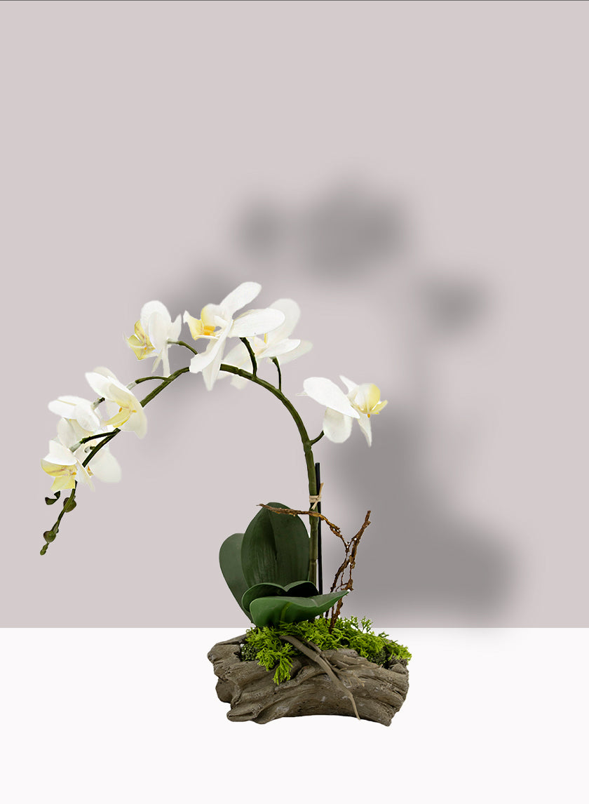 14in Tall White Phalaenopsis Orchid in Driftwood Planter Decor Jamaligarden