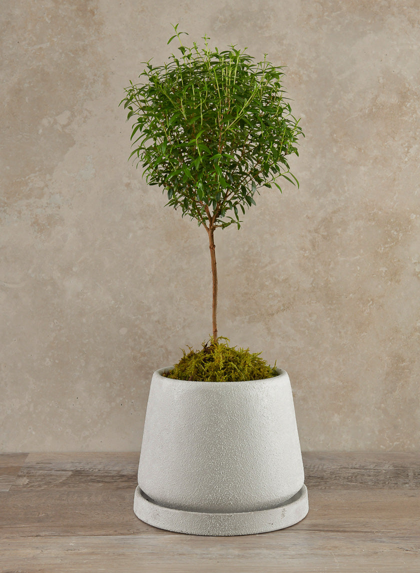 5.75in Tall Sigtura Sand White Indoor Ceramic Pot with Saucer Decor Jamaligarden