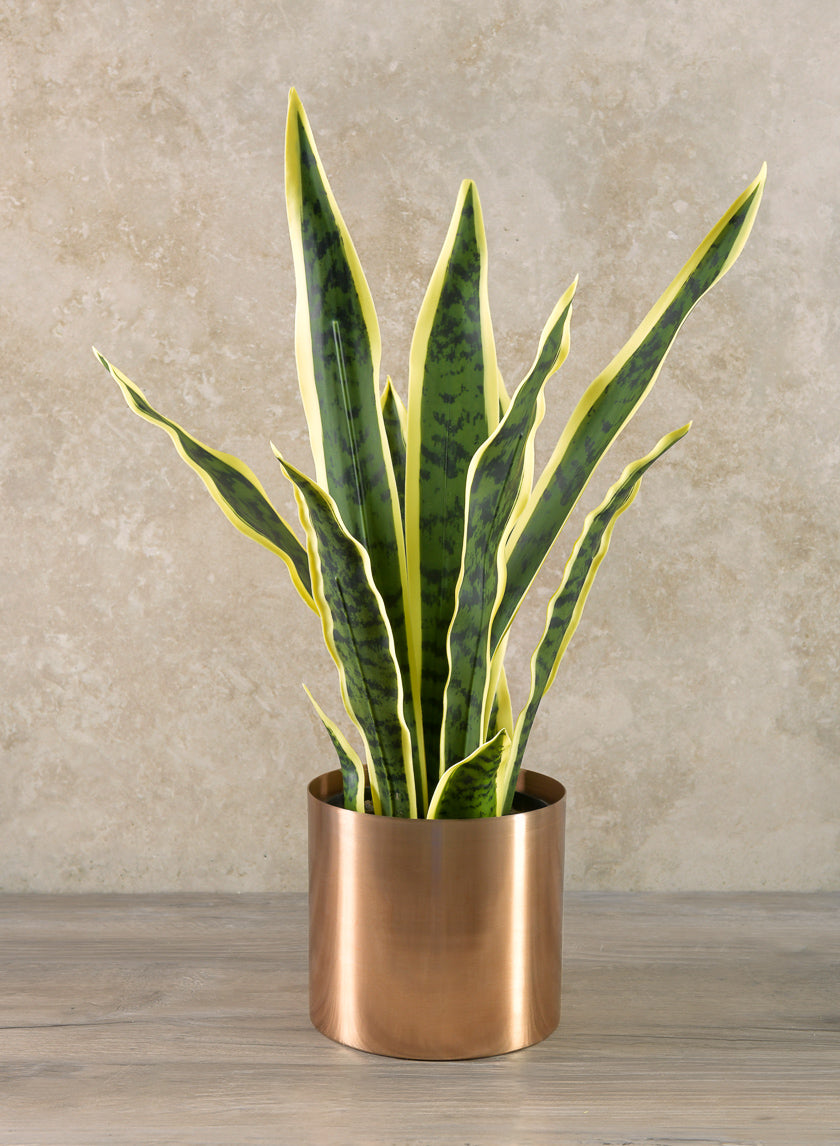 20in Tall Potted Real Touch Sansevieria Decor Jamaligarden