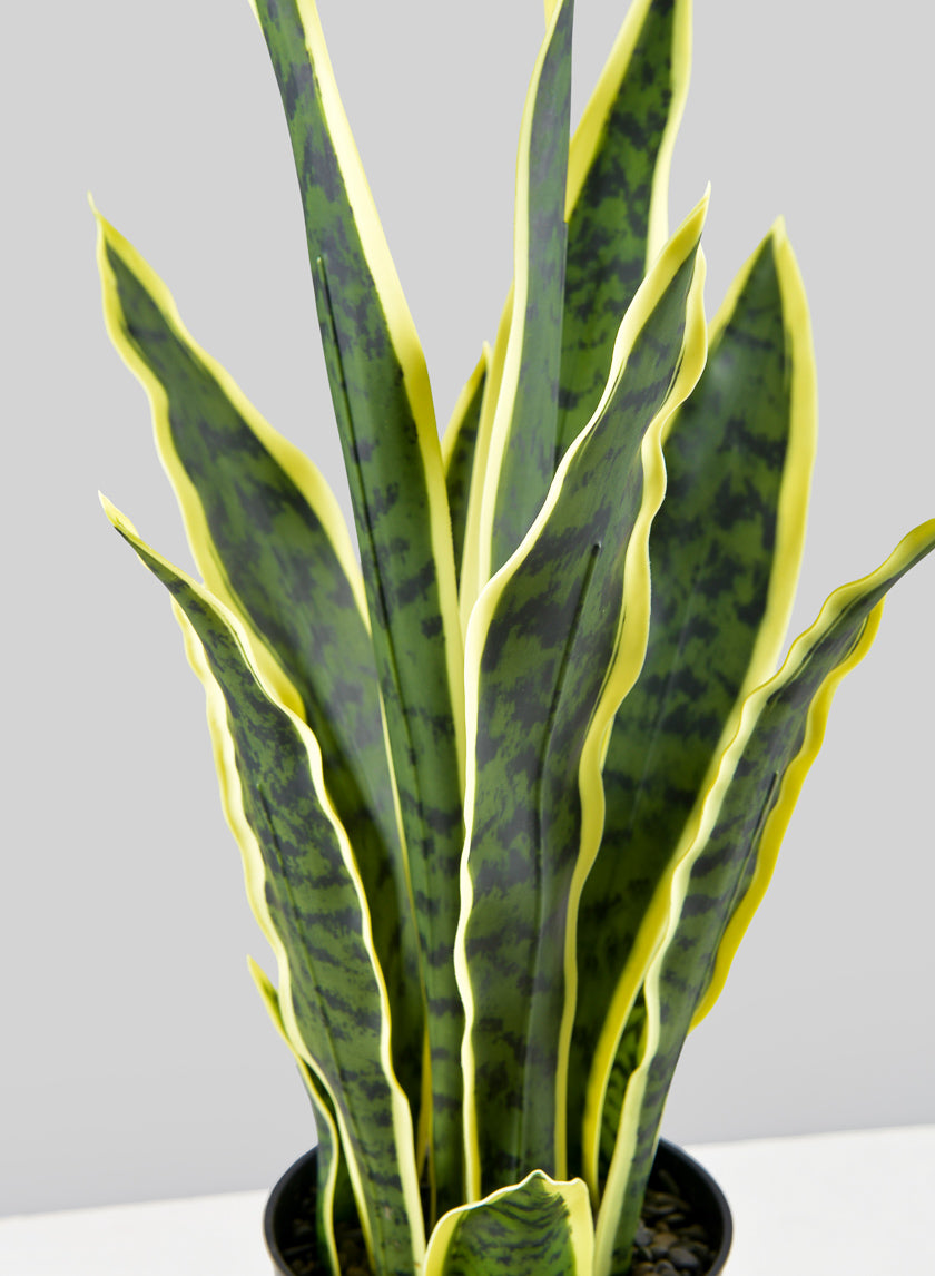 20in Tall Potted Real Touch Sansevieria Decor Jamaligarden
