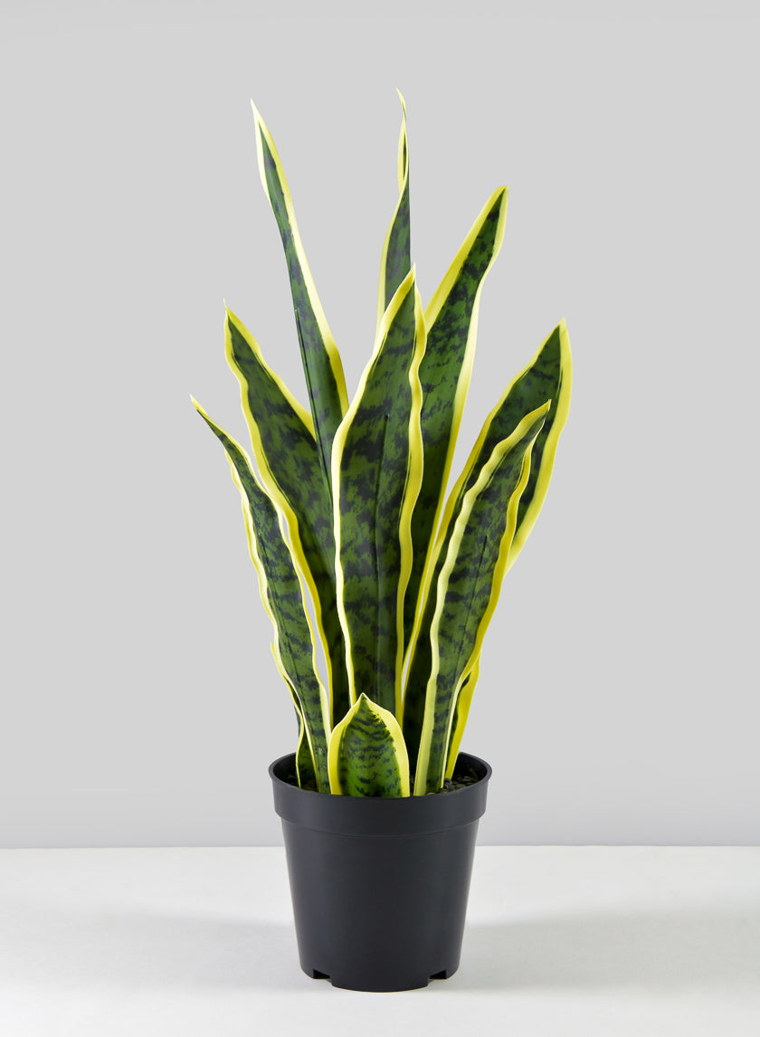 20in Tall Potted Real Touch Sansevieria Decor Jamaligarden