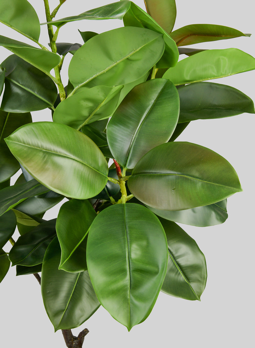 5ft Tall Potted Real Touch Rubber Tree Decor Jamaligarden
