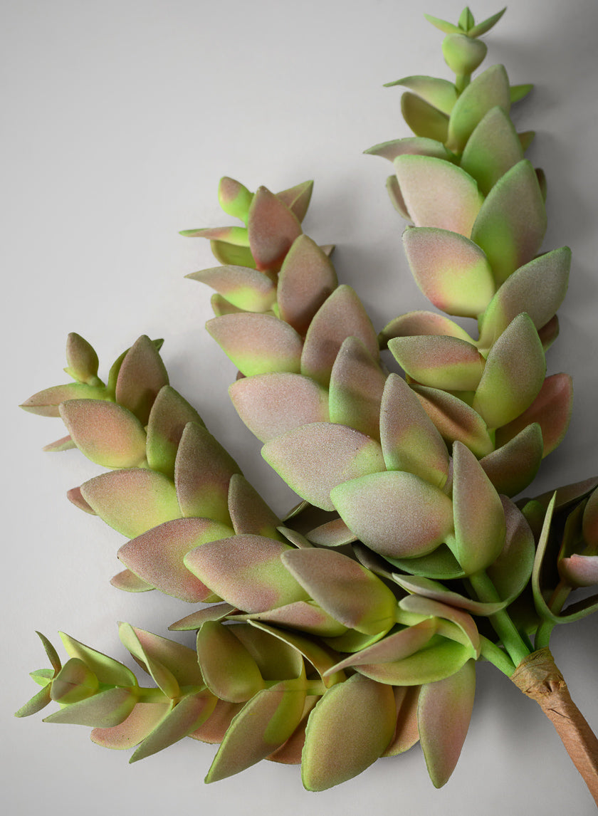 10in Long Trailing Succulent Pick, Case of 12 Decor Jamaligarden