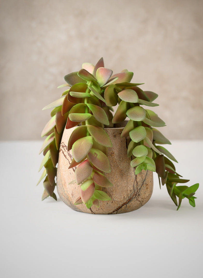 10in Long Trailing Succulent Pick, Case of 12 Decor Jamaligarden