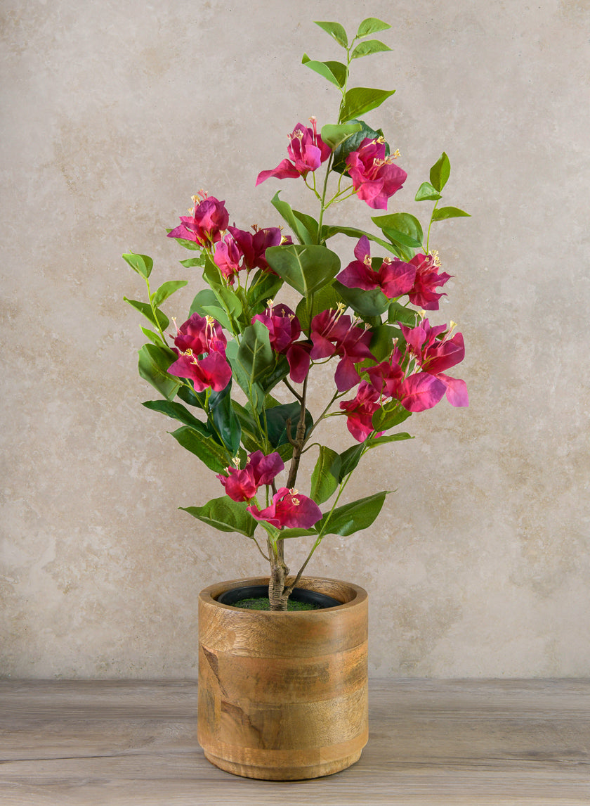 26in Long Blooming Red Bougainvillea In a Pot Decor Jamaligarden