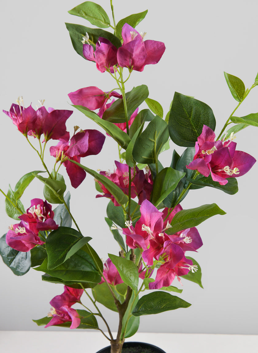 26in Long Blooming Red Bougainvillea In a Pot Decor Jamaligarden