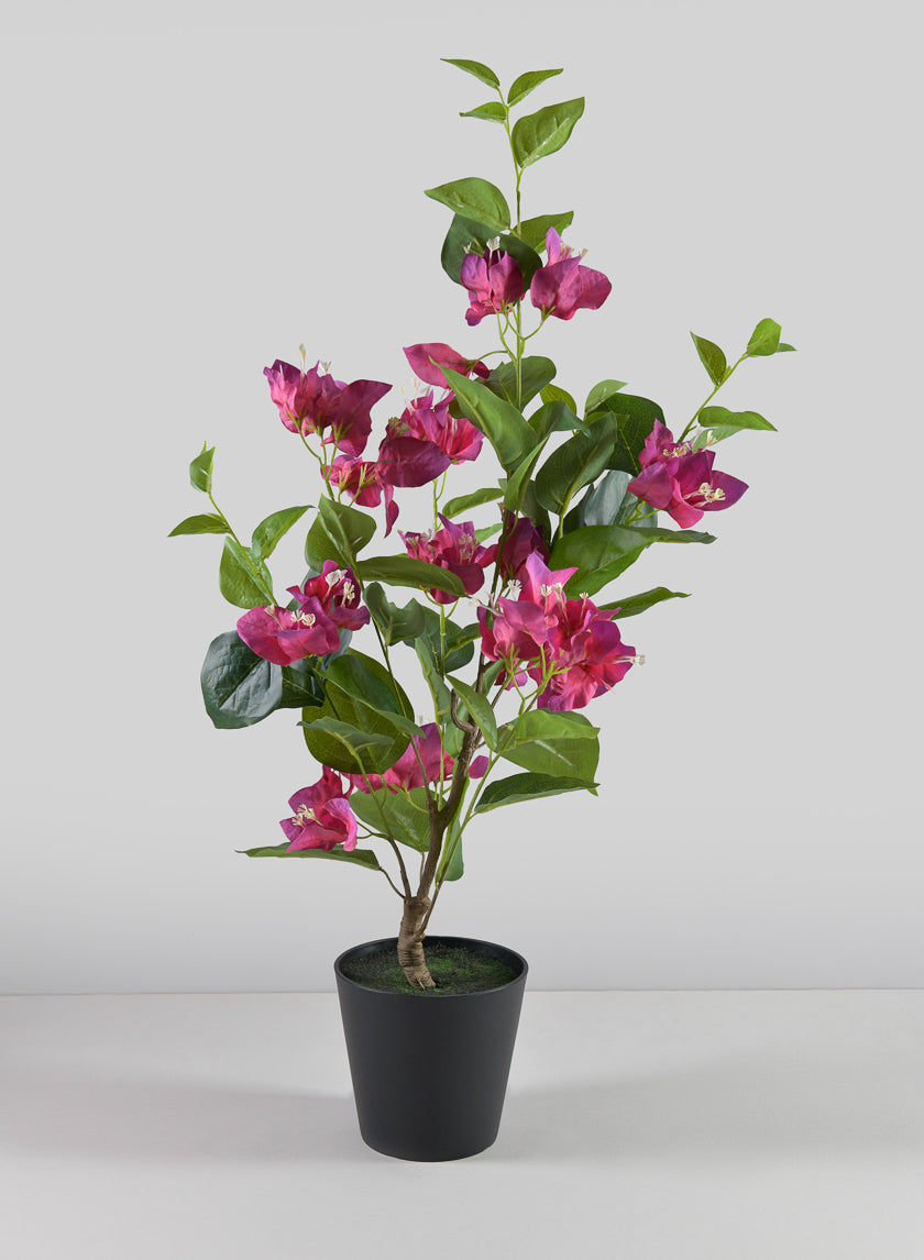 26in Long Blooming Red Bougainvillea In a Pot Decor Jamaligarden