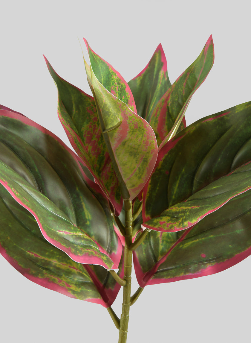 14in Long Reach Touch Red-Green Dieffenbachia Stem Pick Decor Jamaligarden