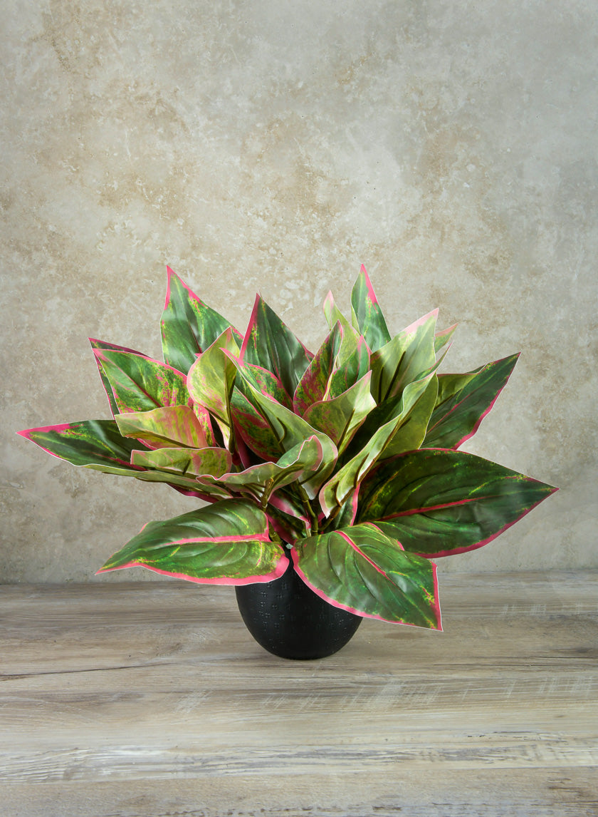 14in Long Reach Touch Red-Green Dieffenbachia Stem Pick Decor Jamaligarden