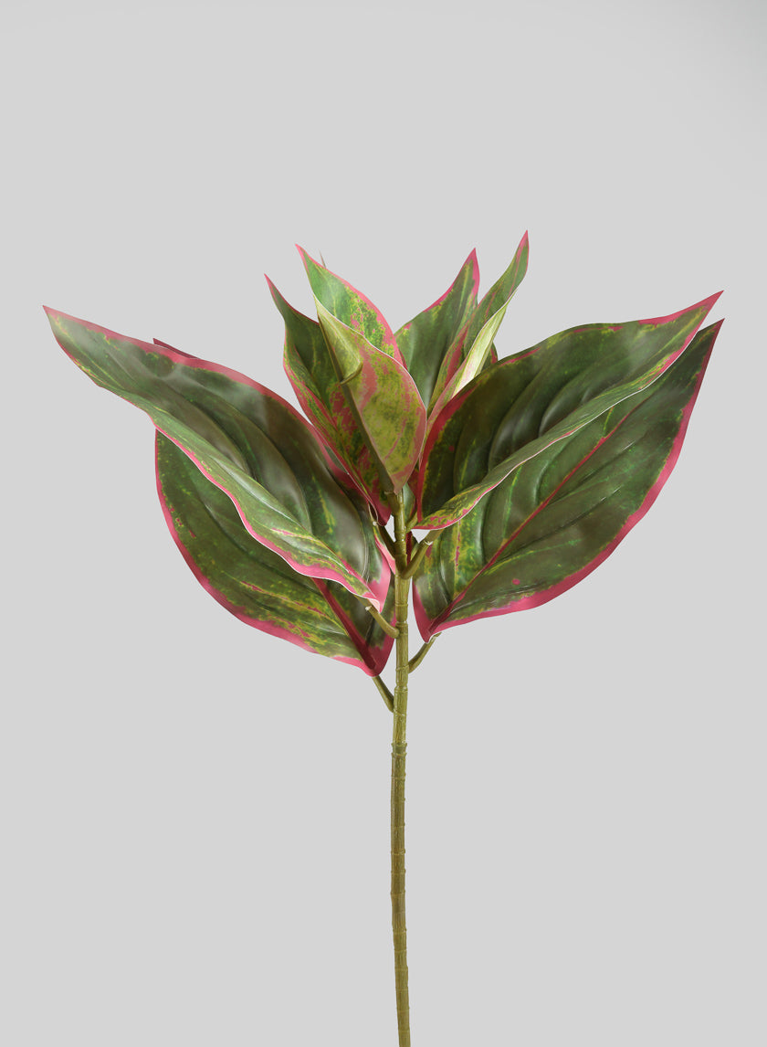 14in Long Reach Touch Red-Green Dieffenbachia Stem Pick Decor Jamaligarden