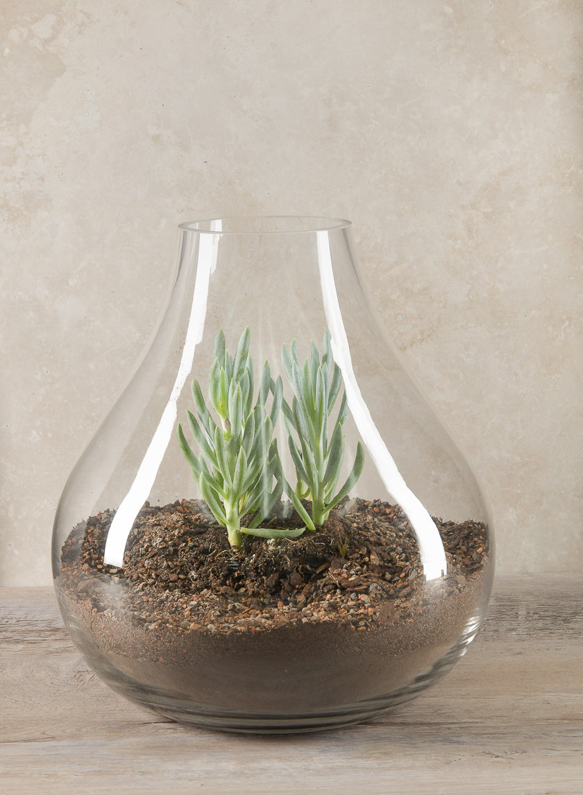 12in Tall Boheme Glass Terrarium Vase Decor Jamaligarden