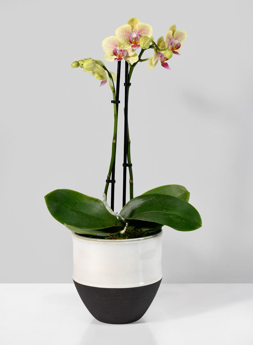 5.25in Tall NY Black & White Cookie Planter Decor Jamaligarden