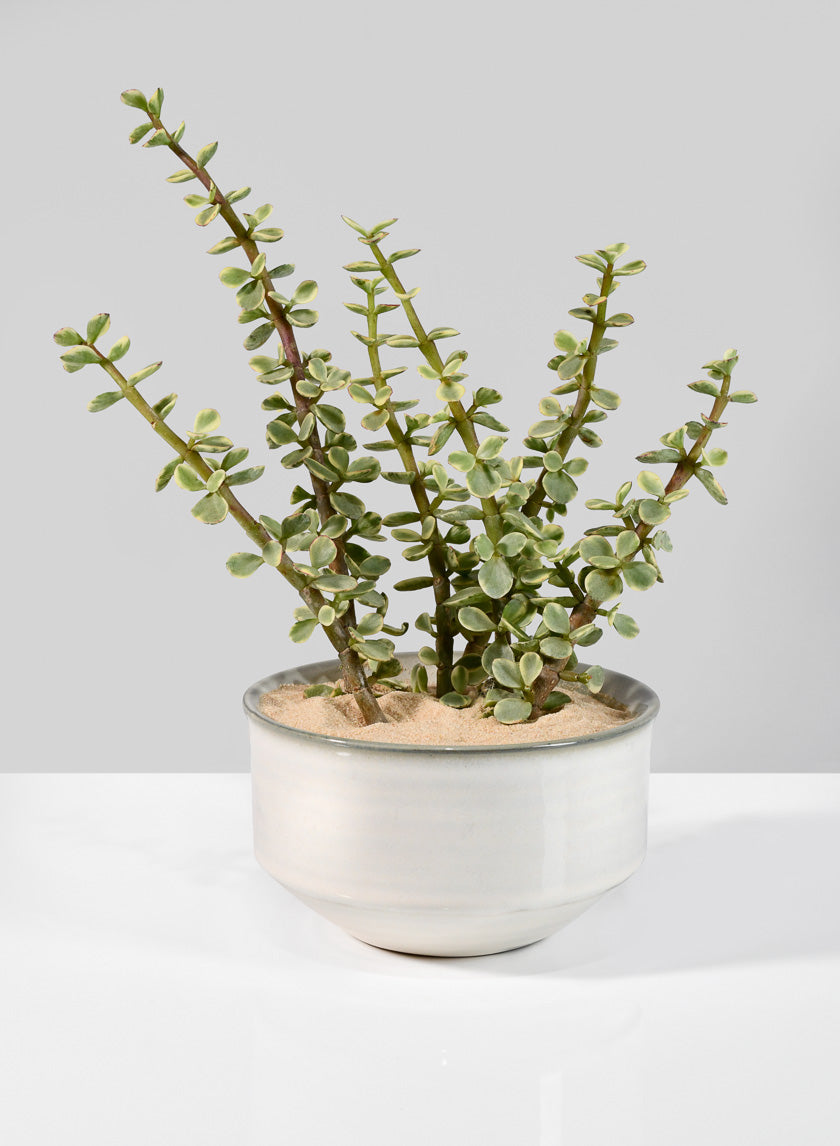5.5in Wide Ceramic Handi Bowl Decor Jamaligarden