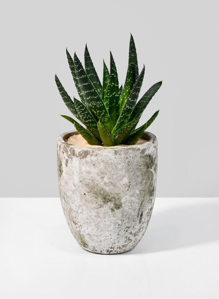 5in Tall Sturgeon Moon Aged Cement Planter Decor Jamaligarden
