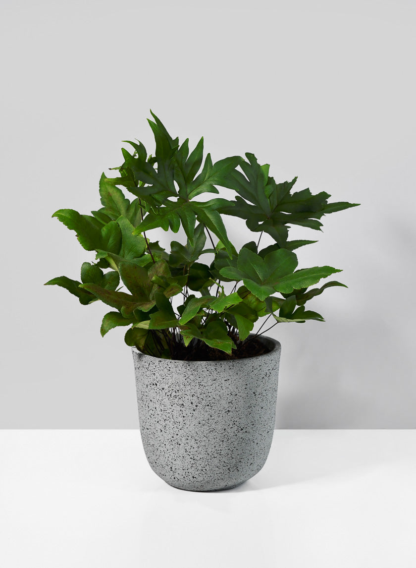 5in Tall Gojimara Cement Planter Decor Jamaligarden