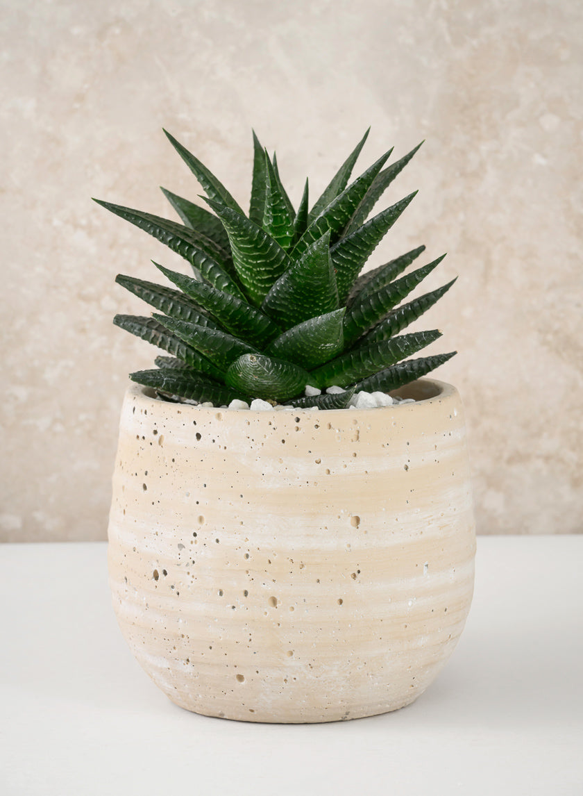 5in Tall Natural Slate Beige Cement Cache Pot Decor Jamaligarden