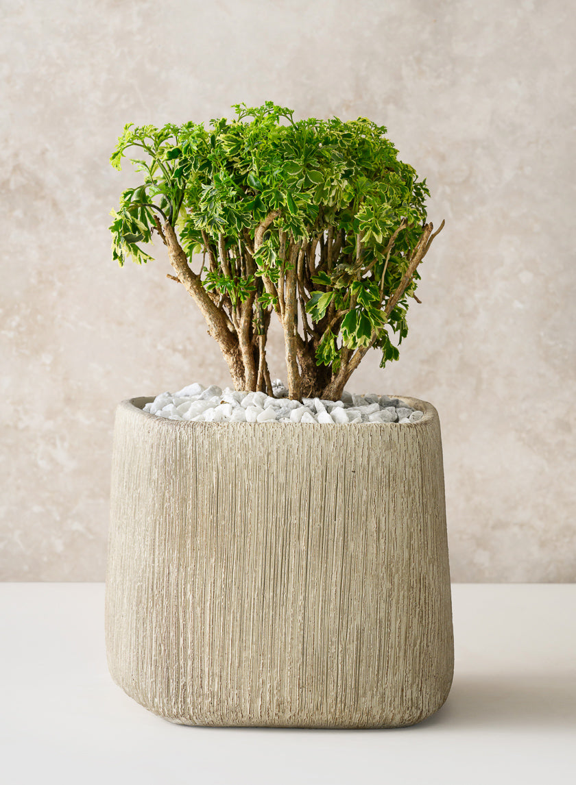 6.5in Tall Matte Ivory Racine Cement Cube Planter Decor Jamaligarden
