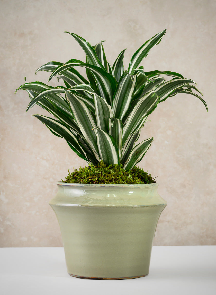 6in Tall Moss Green Glaze Ceramic Ikebana Planter Decor Jamaligarden
