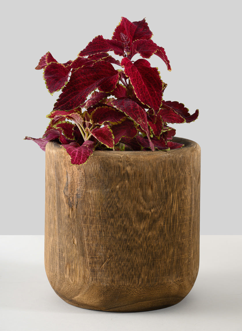 Dark Walnut Finish Paulownia Wood Cache Pot Decor Jamaligarden