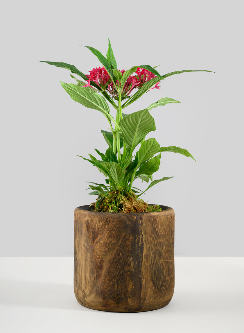 Dark Walnut Finish Paulownia Wood Cache Pot Decor Jamaligarden