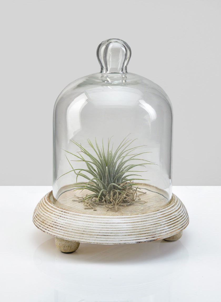 7.5in Tall La Boheme Glass Cloche with Wood Base Decor Jamaligarden