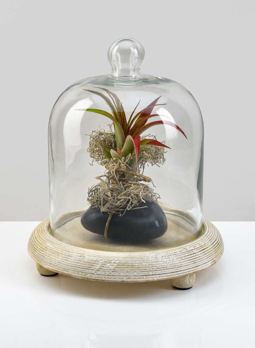 9.25in Tall La Boheme Glass Cloche with Wood Base Decor Jamaligarden