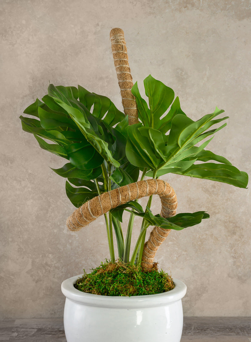 Flexible Coco Moss Plant Training Pole Decor Jamaligarden