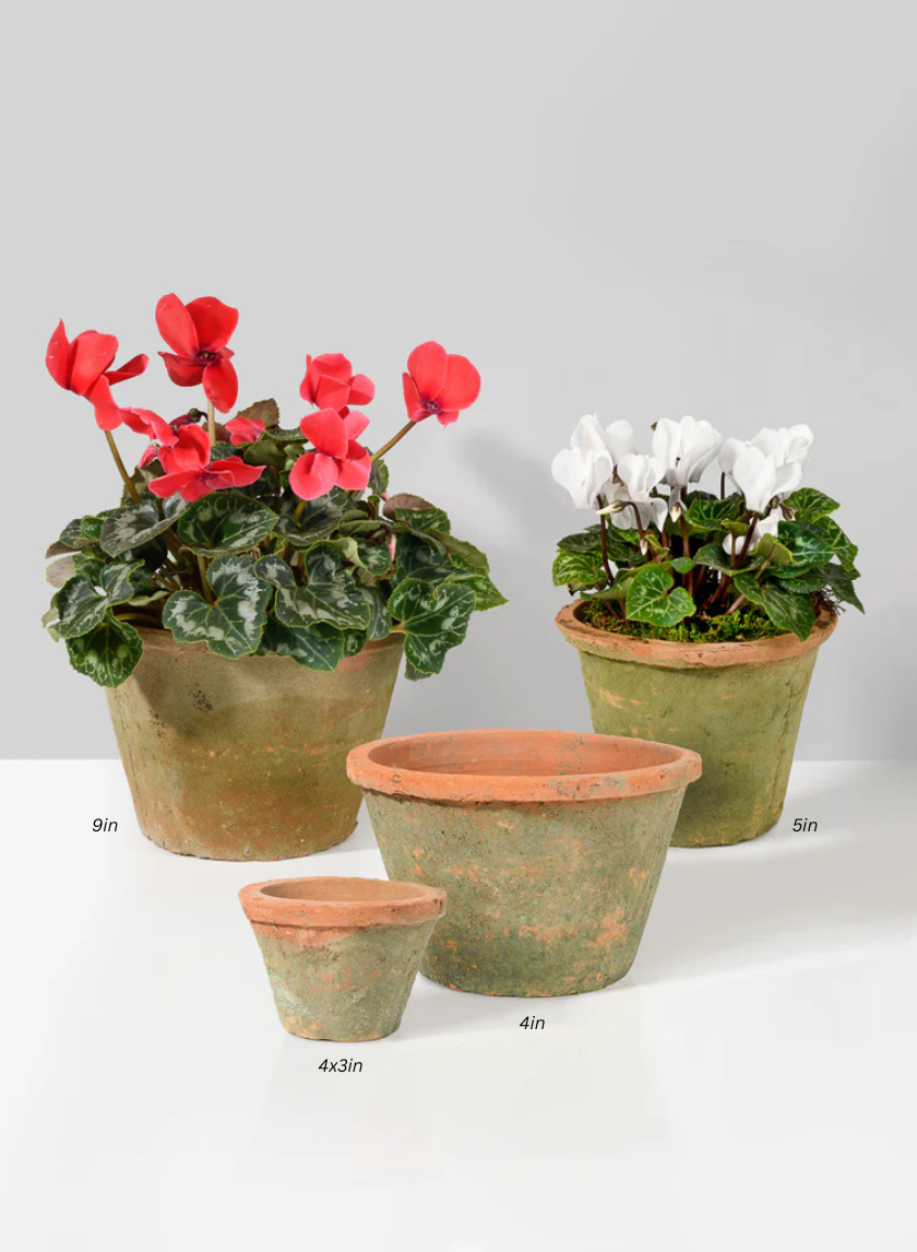 Mossed Redstone Standard Clay Pots Decor Jamaligarden